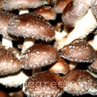 Shiitake 100 Deuvels